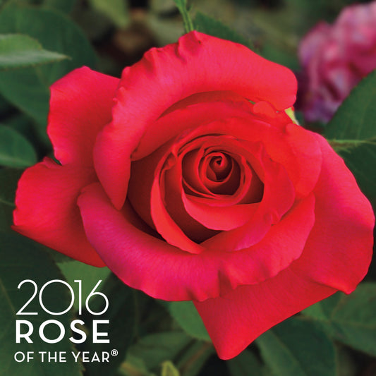Rosa April Moon®