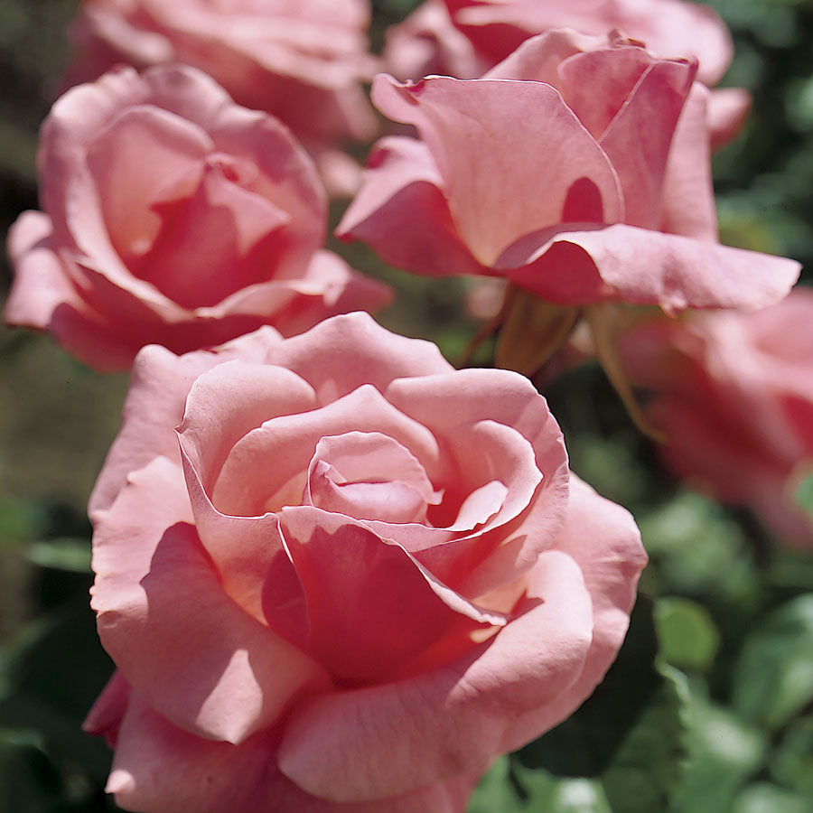 Rosa Queen Elizabeth