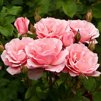 Rosa Queen Elizabeth