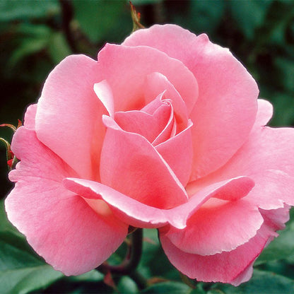 Rosa Queen Elizabeth