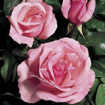 Rosa Queen Elizabeth