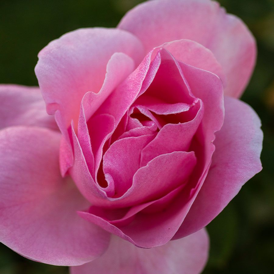 Wayside Gardens Queen Elizabeth Grandiflora Rose - Thumbnail 3