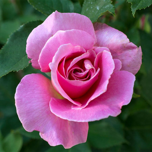 Rosa Queen Elizabeth