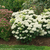 Hydrangea Plants for Sale: Bushes & Shrubs – Wayside Gardens