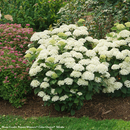 Invincibelle Wee White® 2.0 Hydrangea