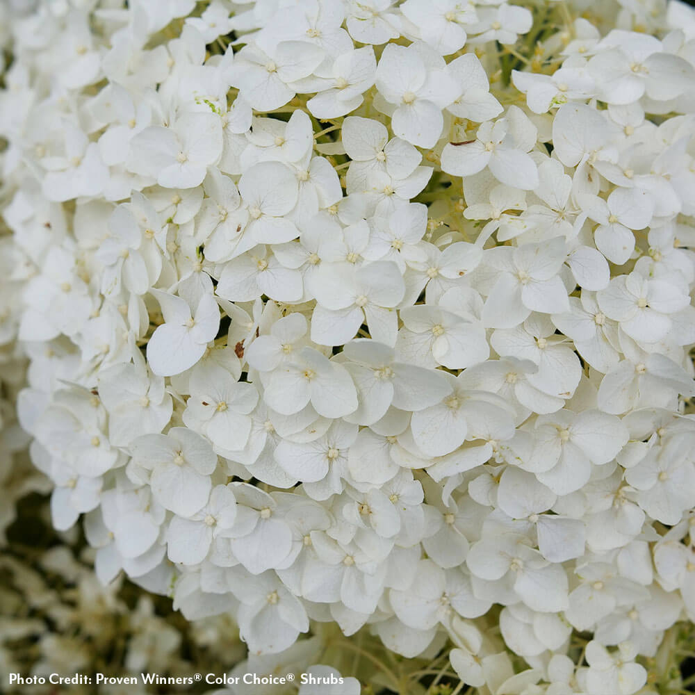 Invincibelle Wee White® 2.0 Hydrangea