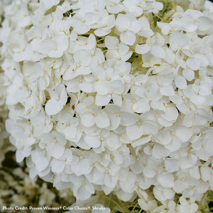 Invincibelle Wee White® 2.0 Hydrangea