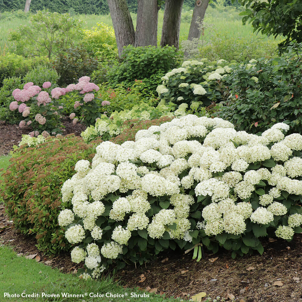 Invincibelle Wee White® 2.0 Hydrangea
