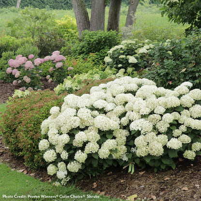 Invincibelle Wee White® 2.0 Hydrangea