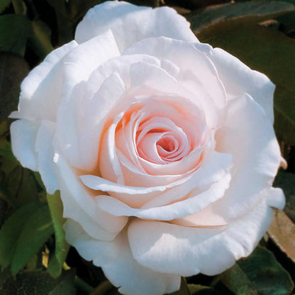 Rosa Clouds of Glory