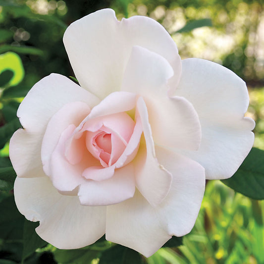 Rosa Clouds of Glory