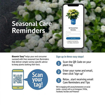 Bloomin' Easy® Hydrangea Bouncy™ Panicle Hydrangea