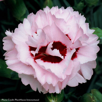 Dianthus Scent First® Compact Raspberry Surprise