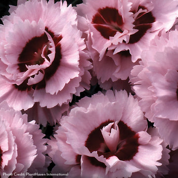 Buy Dianthus Perennial Plants Online – Wayside Gardens