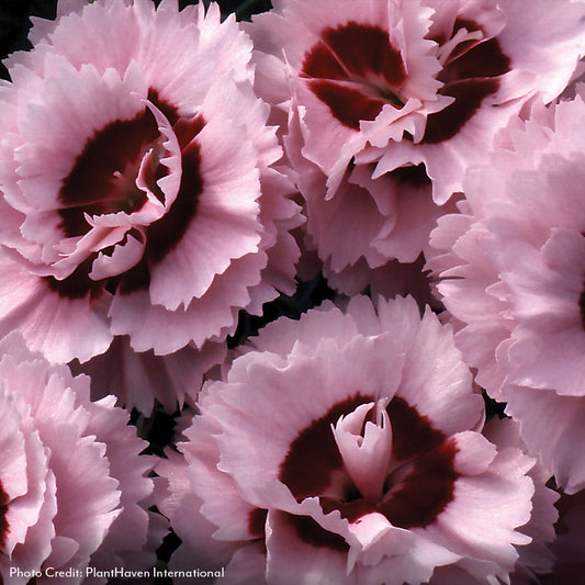 Dianthus Scent First® Compact Raspberry Surprise