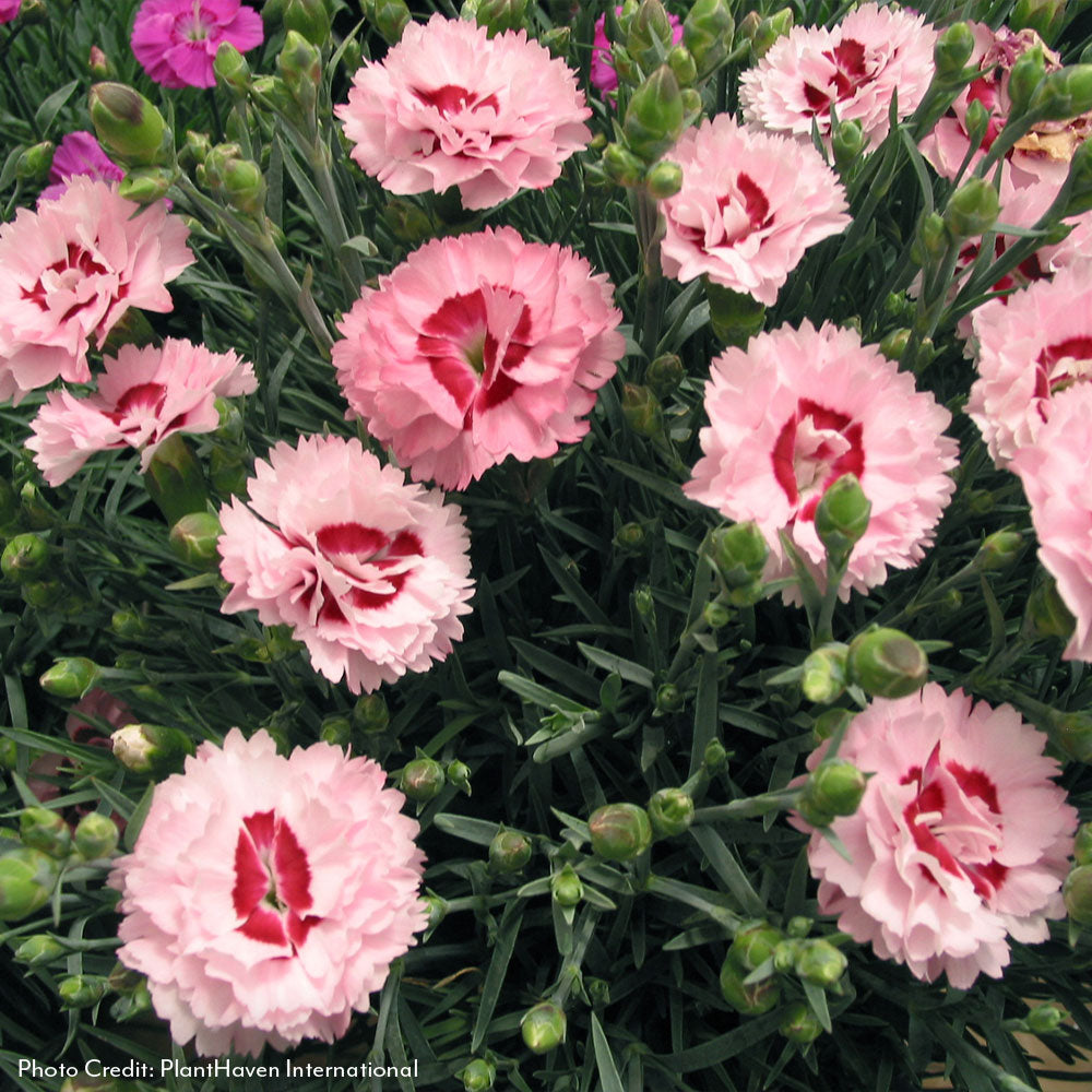 Dianthus Scent First® Compact Raspberry Surprise