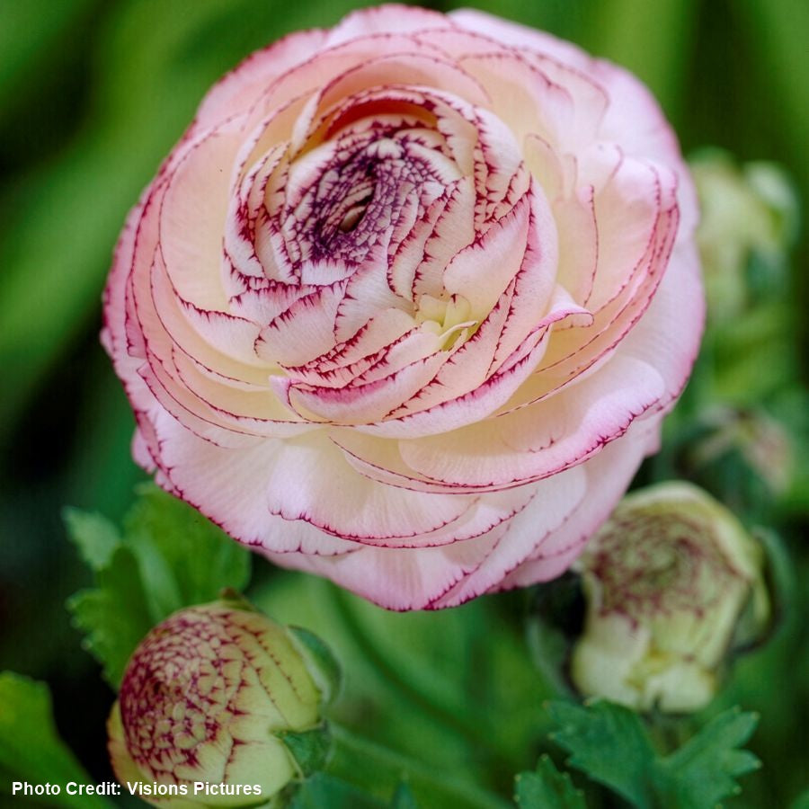 Ranunculus Double Cappuccino Buttercup Bulbs