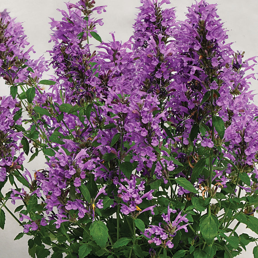 Agastache Sunrise™ Blue Hyssop