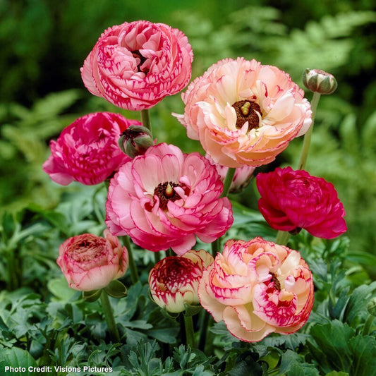 Ranunculus Double Picotee Buttercup Bulbs