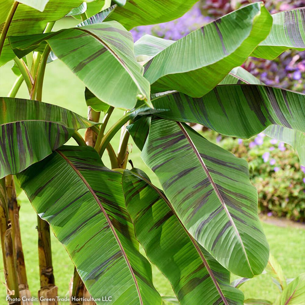 Musa 'Ever Red' Hardy Ornamental Banana