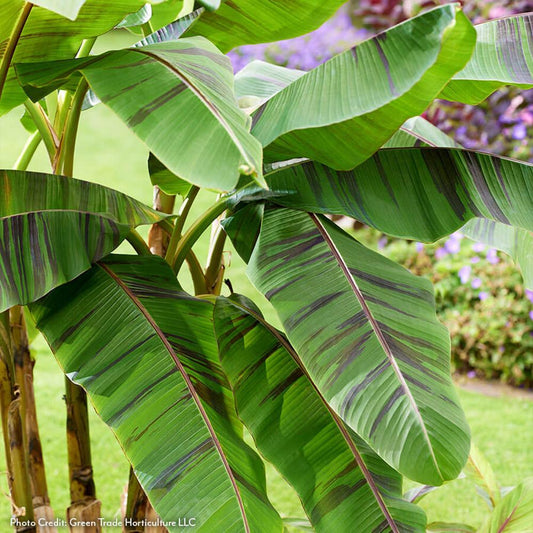 Musa 'Ever Red' Hardy Ornamental Banana