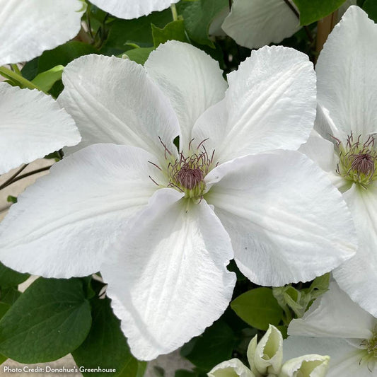 Clematis Guernsey Flute™