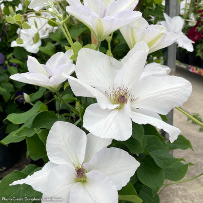 Clematis Guernsey Flute™