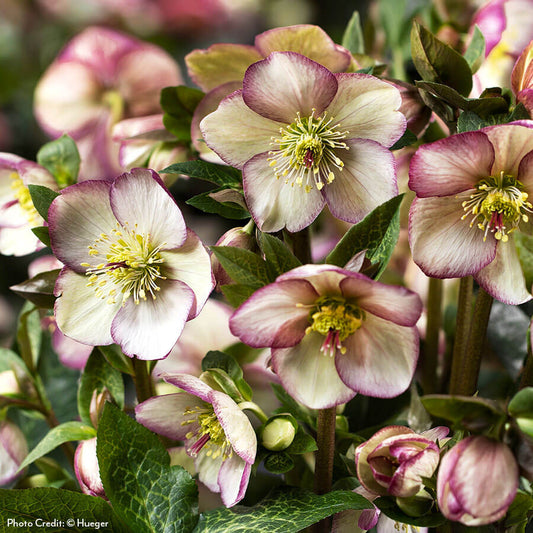 Helleborus HGC® Ice N' Roses® Maddy Marble Hellebore