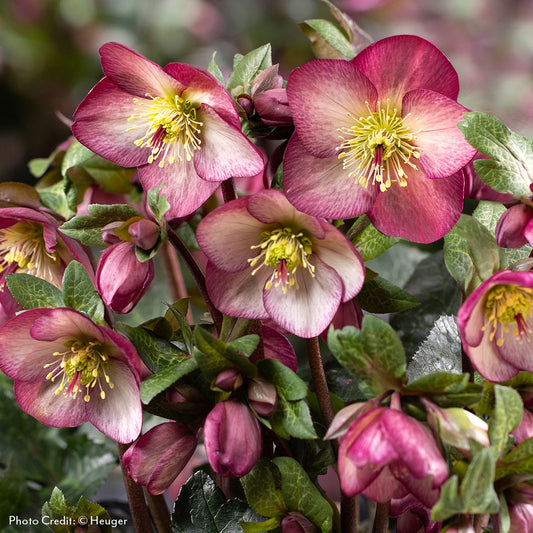 Helleborus HGC® Ice N' Roses® Mary Marble Hellebore