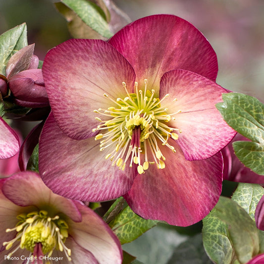 Helleborus HGC® Ice N' Roses® Mary Marble Hellebore