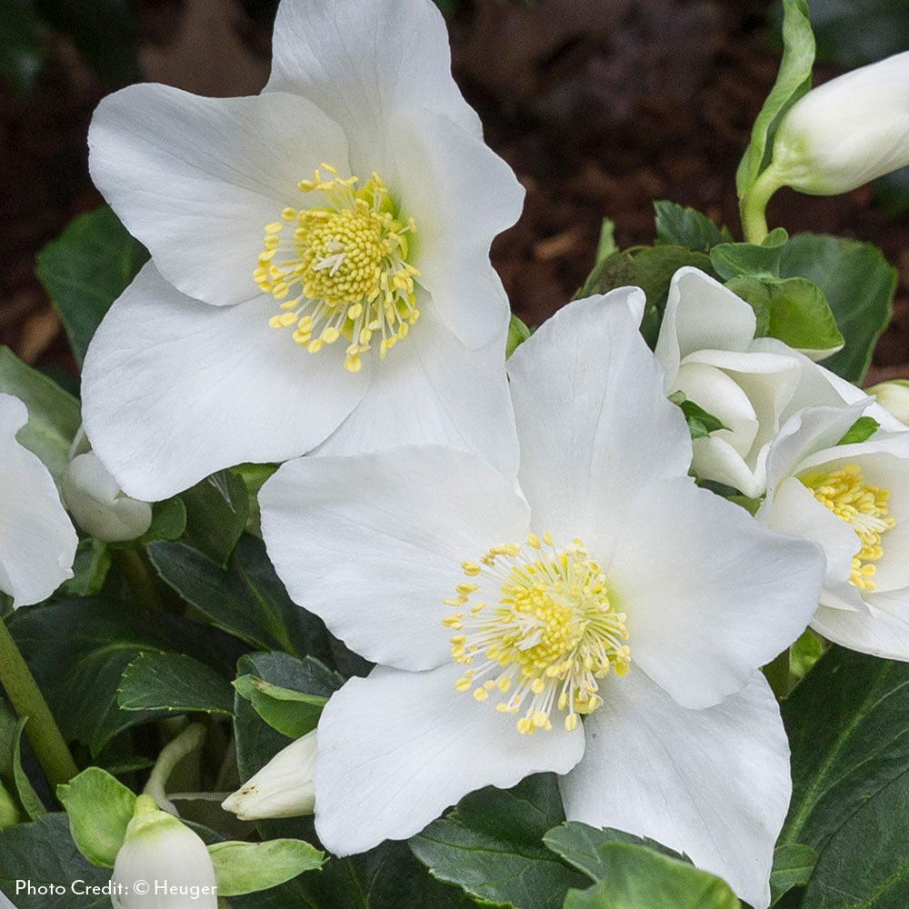 Helleborus HGC Joel Hellebore - Thumbnail 2