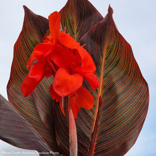Canna Tropicanna® Hot Tamale Canna Lily Bulb