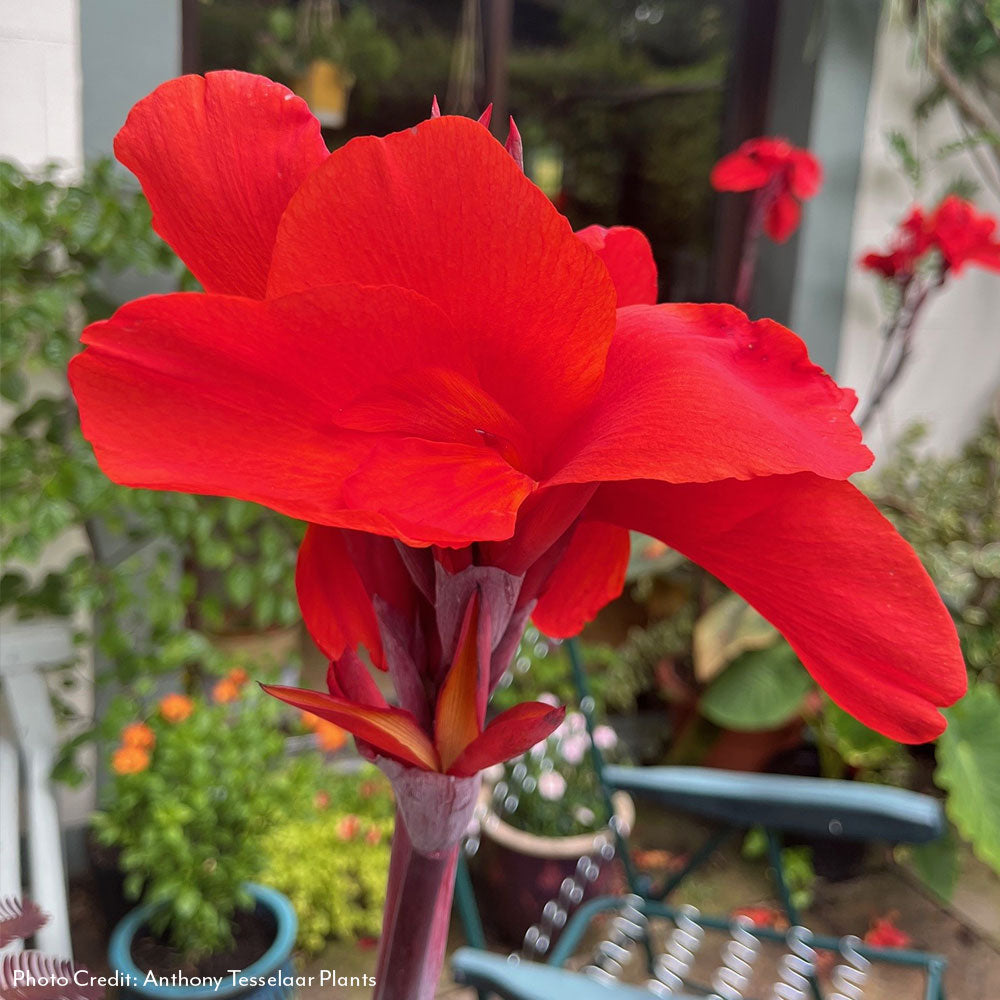 Canna Tropicanna® Hot Tamale Canna Lily Bulb – Wayside Gardens