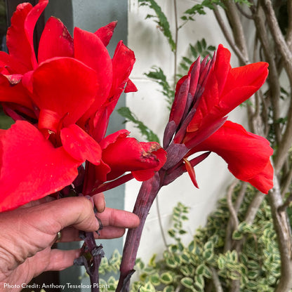 Canna Tropicanna® Hot Tamale Canna Lily Bulb