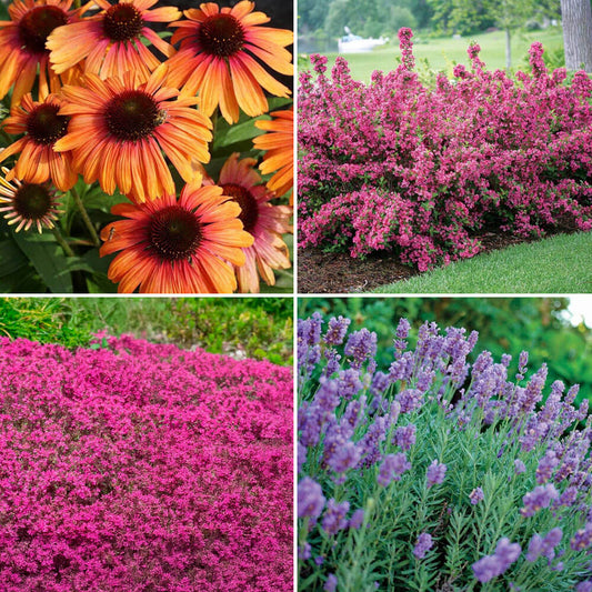 Bee Friendly Pre-Planned Garden Kit - Full Sun