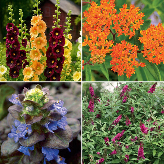 Butterfly Habitat Pre-Planned Garden Kit - Full Sun