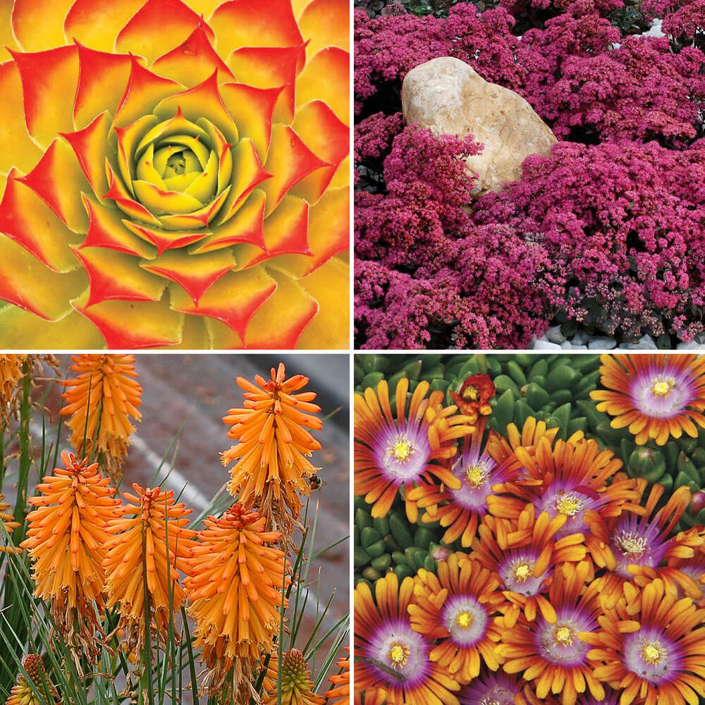 Drought-Tolerant Rock Garden Pre-Planned Garden Kit - Full Sun