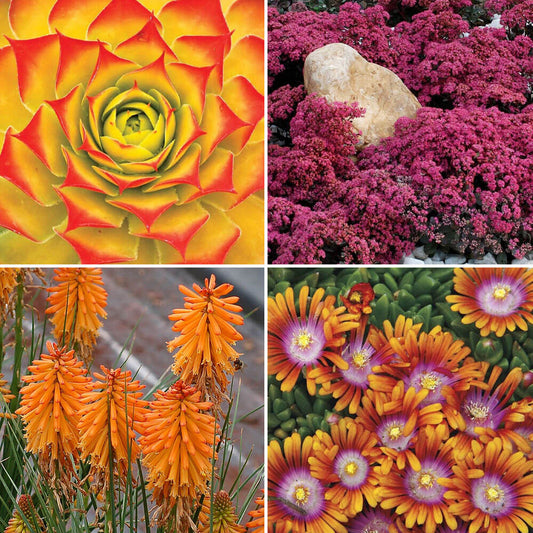 Drought-Tolerant Rock Garden Pre-Planned Garden Kit - Full Sun