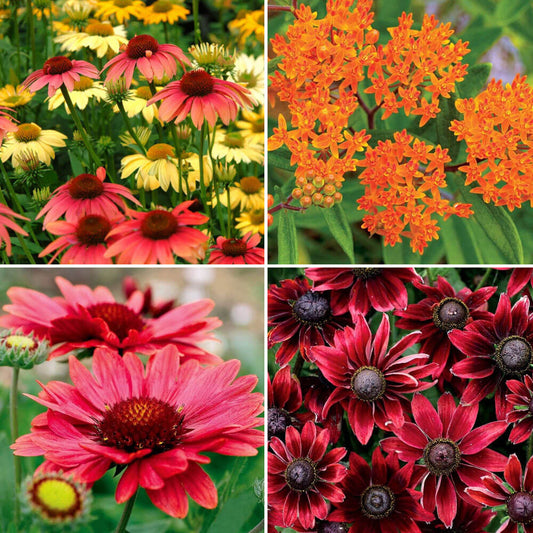Drought-Tolerant Pollinator Garden Pre-Planned Garden Kit - Full Sun