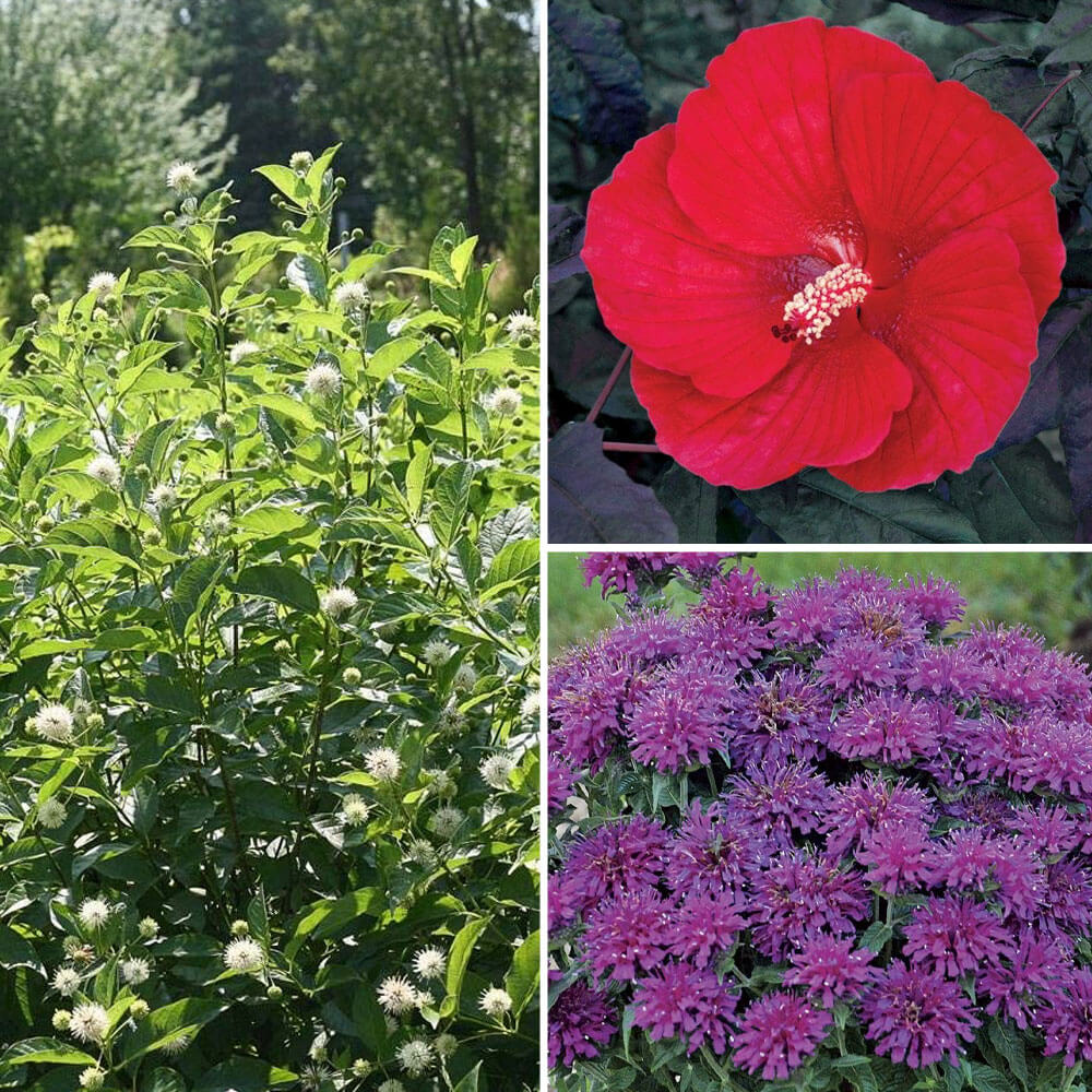 Rain Garden Pre-Planned Garden Kit - Full Sun