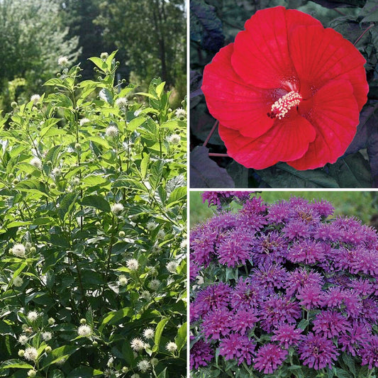 Rain Garden Pre-Planned Garden Kit - Full Sun