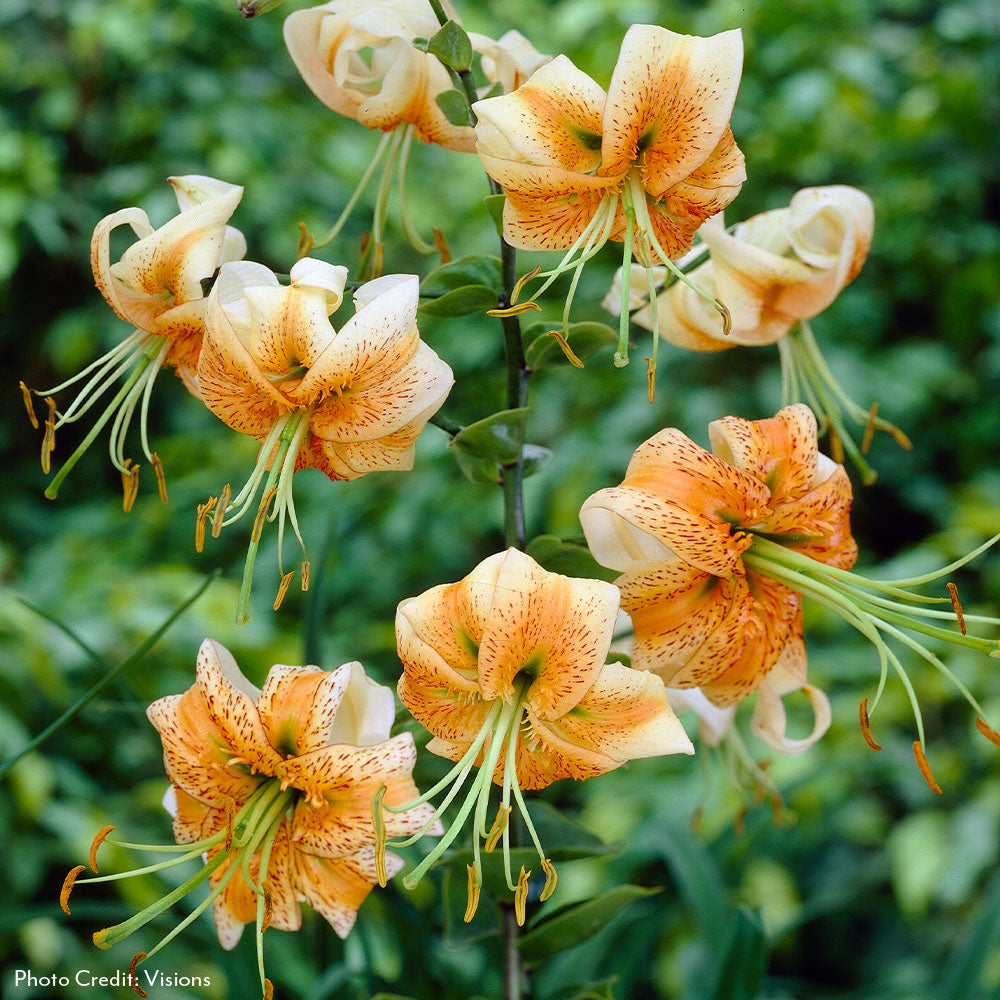 Lilium Martagon 'Lady Alice' Lily Bulbs