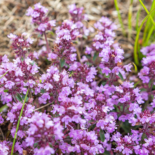 Thymus 'Elfin' Creeping Thyme
