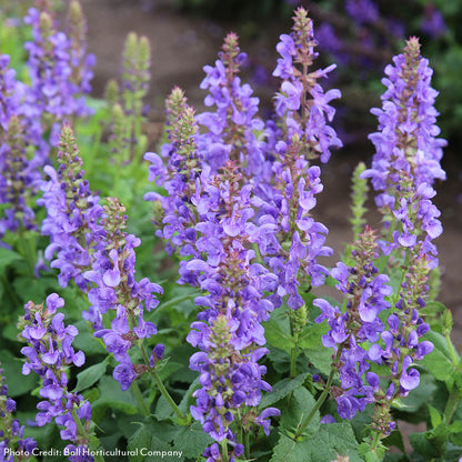 Salvia 'Sky Blue Marvel' Ornamental Sage