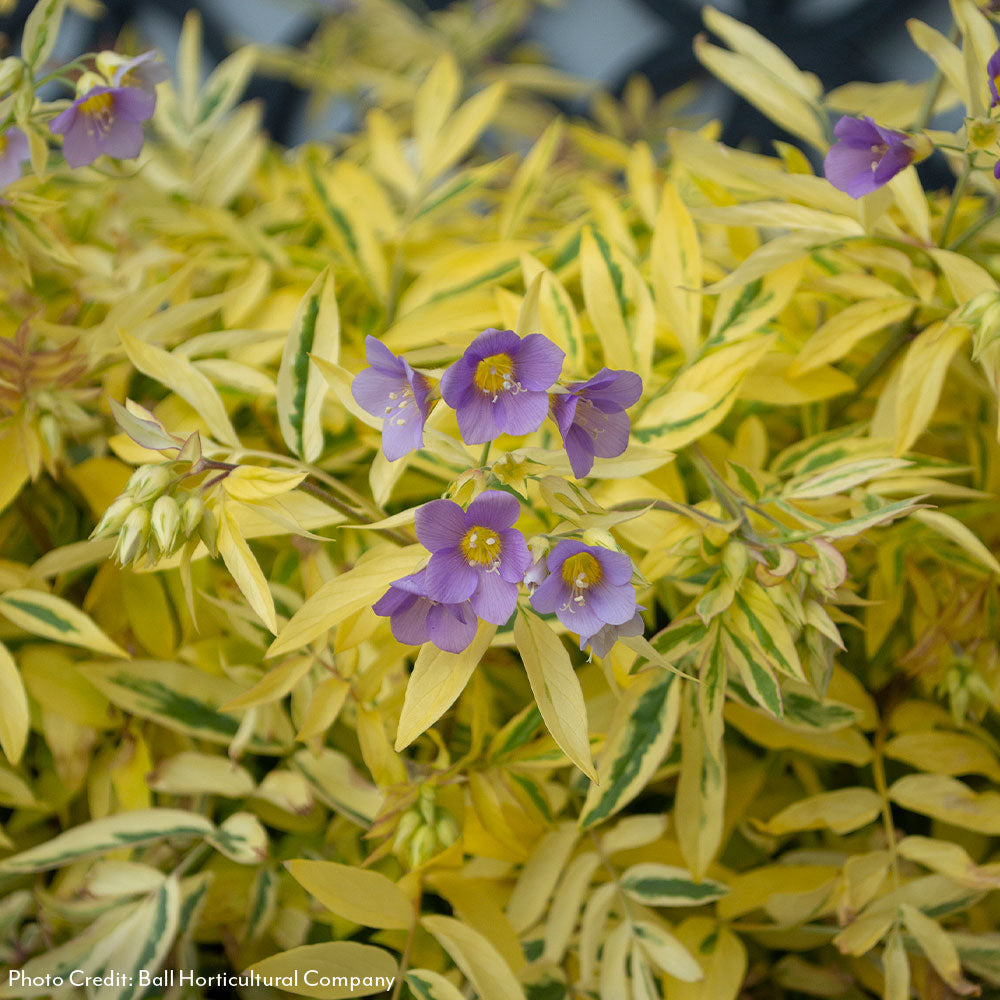 Polemonium 'Golden Feathers' Jacob's Ladder