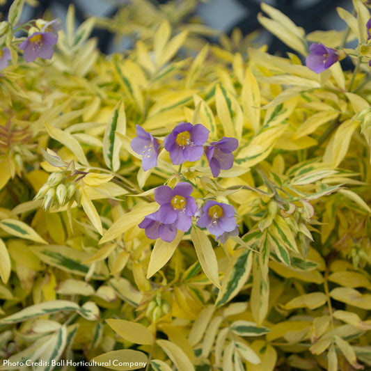 Polemonium 'Golden Feathers' Jacob's Ladder