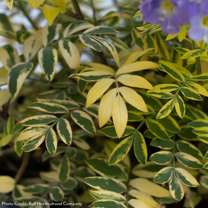 Polemonium 'Golden Feathers' Jacob's Ladder