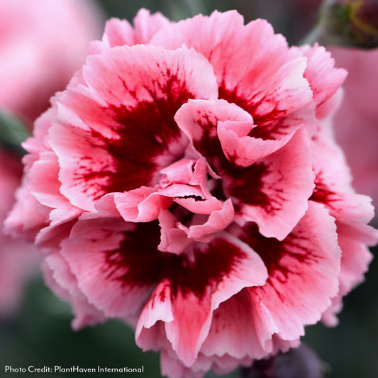 Dianthus Scent First® Sugar Plum