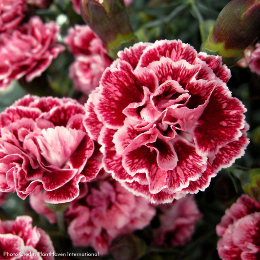 Dianthus Scent First® Sugar Plum