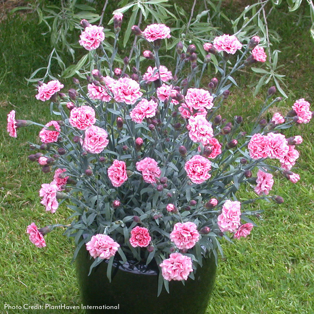 Dianthus Scent First® Sugar Plum